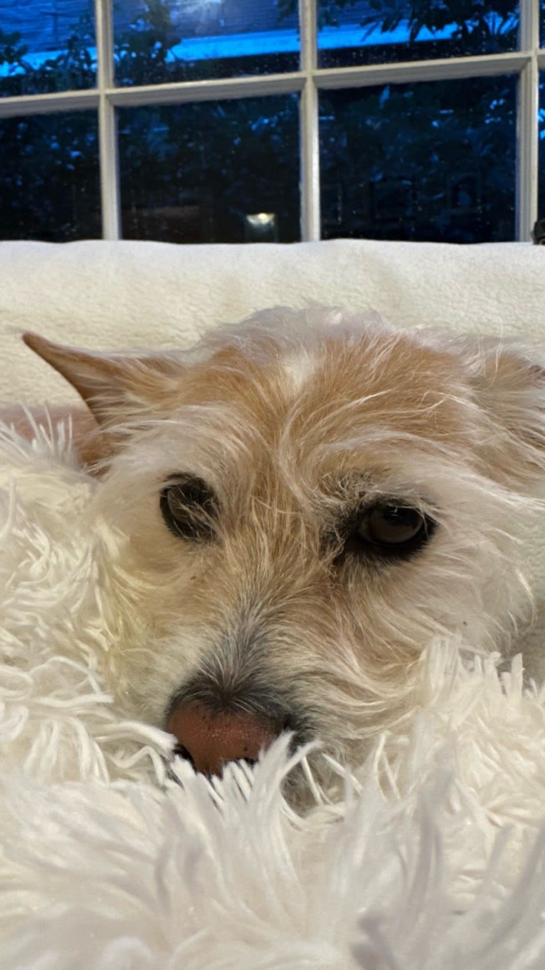 Ziggy, a Chihuahua and Poodle (Small) mix tested with EmbarkVet.com