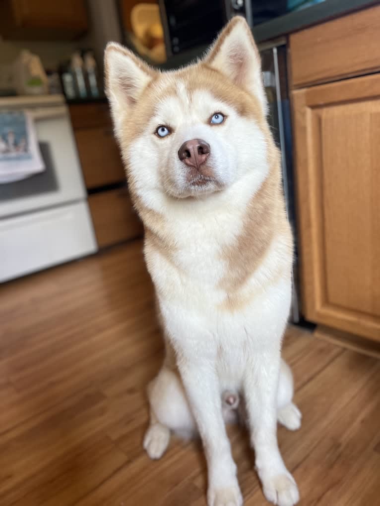 Buck, a Siberian Husky tested with EmbarkVet.com