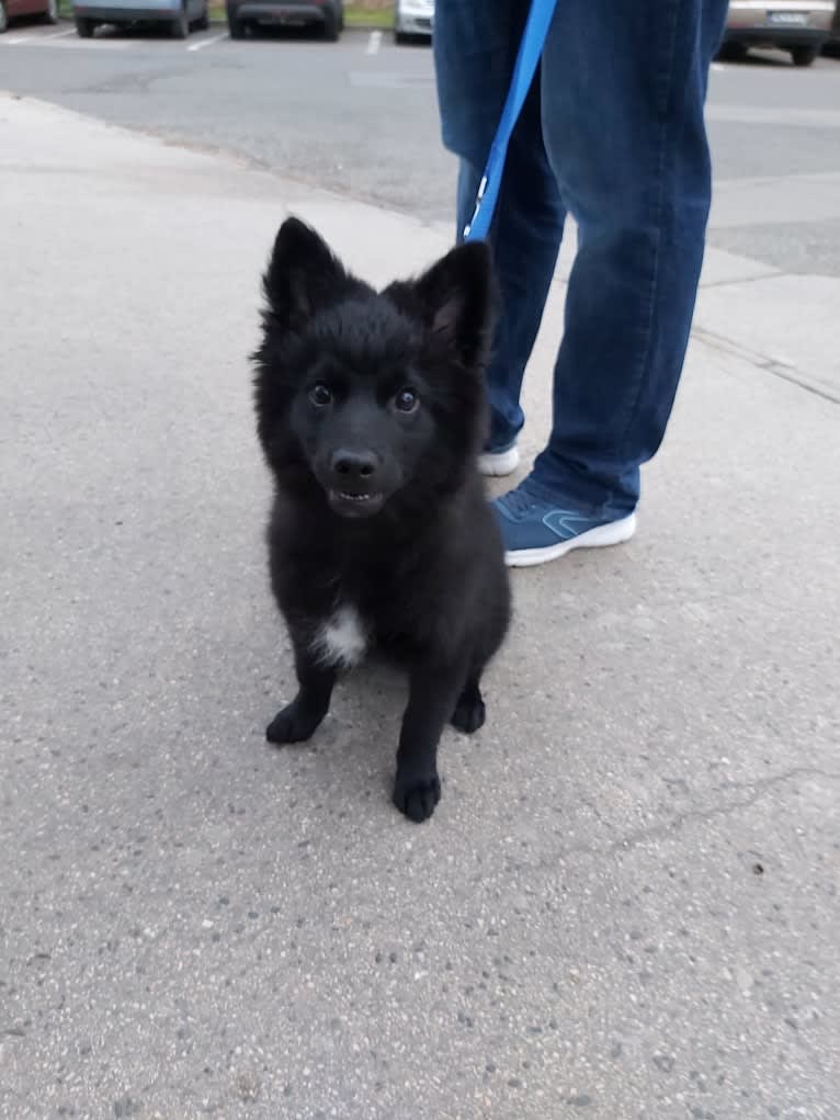 Füge, a Border Collie and Pomeranian mix tested with EmbarkVet.com