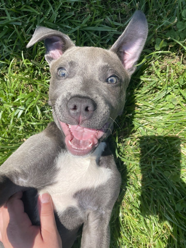 Oliver, an American Pit Bull Terrier tested with EmbarkVet.com