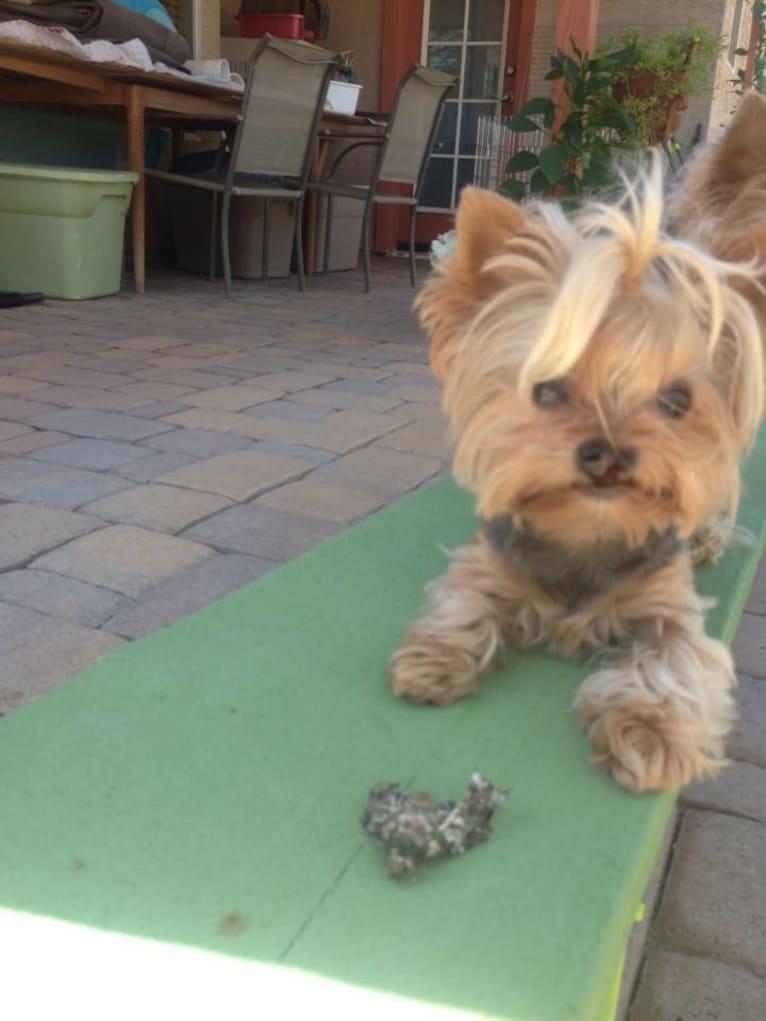 Bea, a Yorkshire Terrier tested with EmbarkVet.com