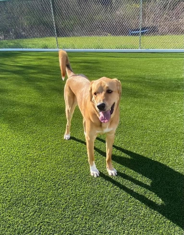 Elle, a Great Pyrenees and Labrador Retriever mix tested with EmbarkVet.com