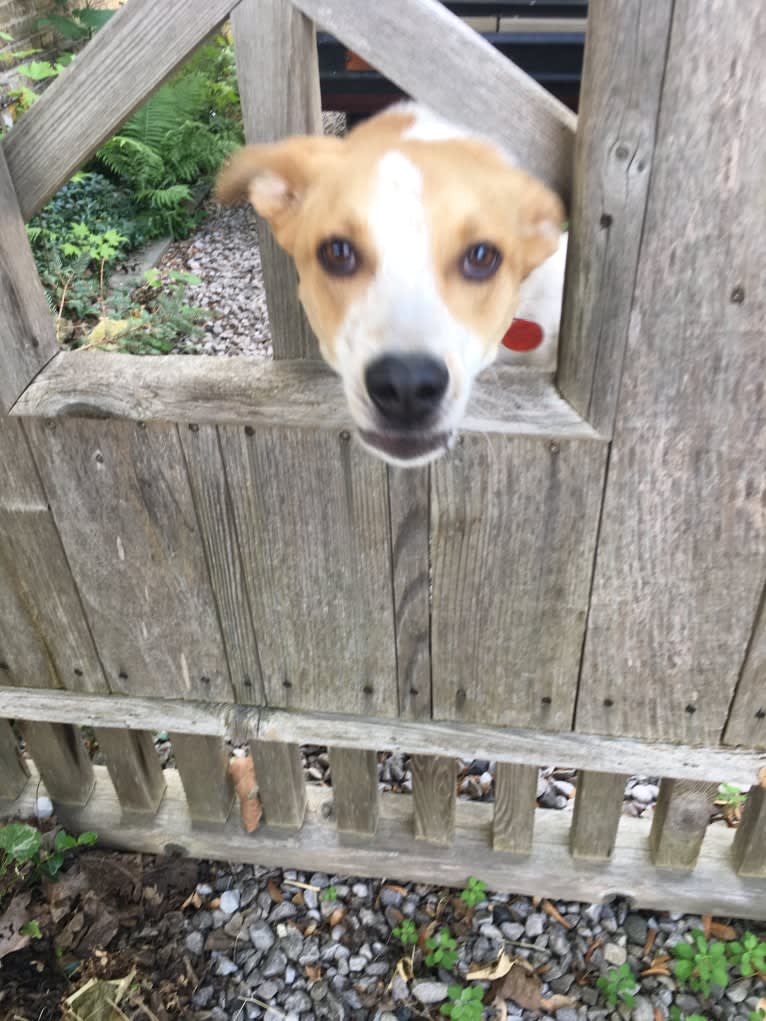 Lacey, an Australian Cattle Dog and German Shepherd Dog mix tested with EmbarkVet.com