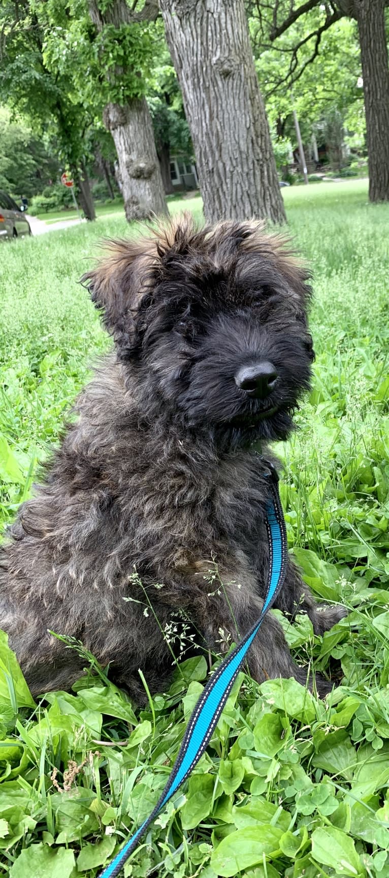 Hugo, a Bouvier des Flandres tested with EmbarkVet.com