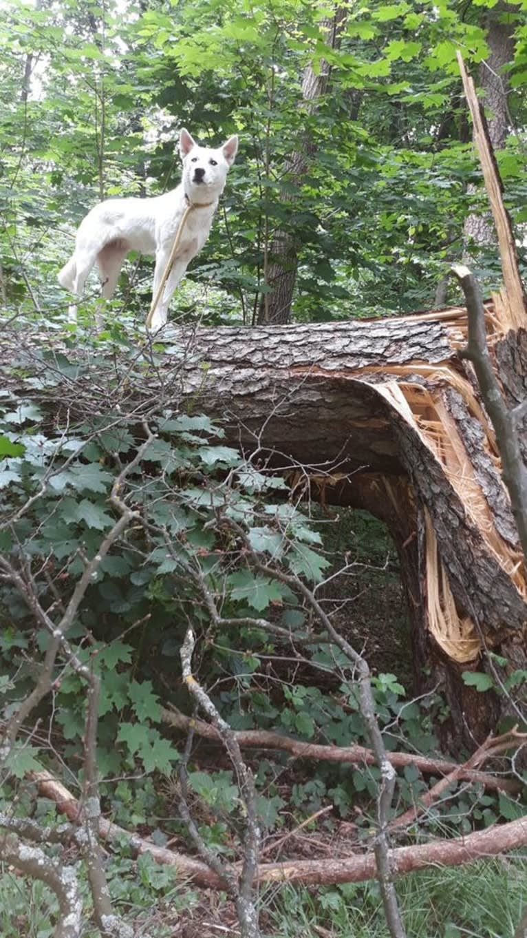 Suri, a Canaan Dog tested with EmbarkVet.com