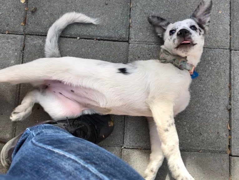 Pepper, a Border Collie and Australian Cattle Dog mix tested with EmbarkVet.com