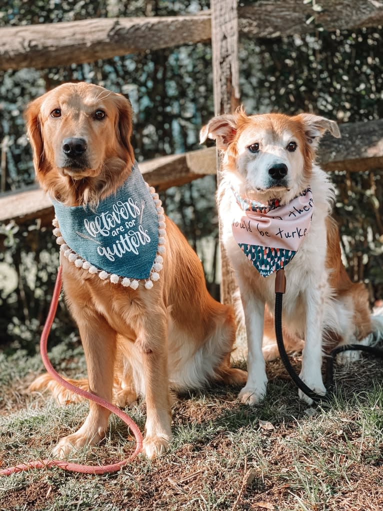 Marley, a Golden Retriever tested with EmbarkVet.com