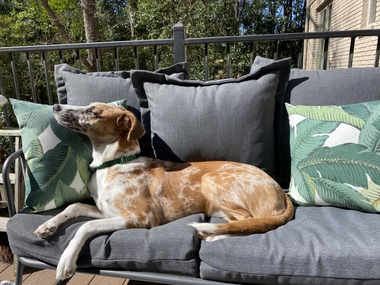 Olive, a Great Dane and Great Pyrenees mix tested with EmbarkVet.com