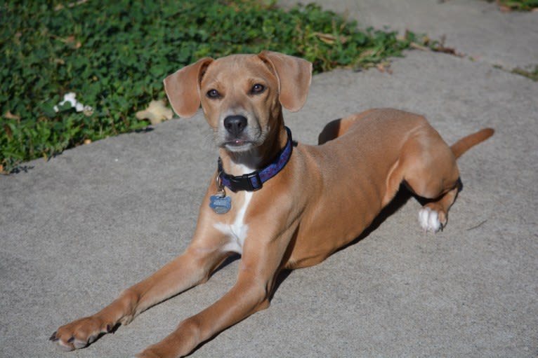 Lila, an American Pit Bull Terrier and Labrador Retriever mix tested with EmbarkVet.com