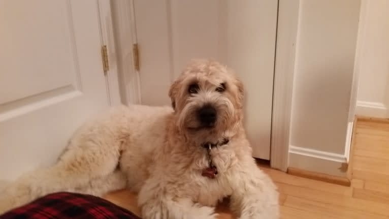 Desmond, a Soft Coated Wheaten Terrier tested with EmbarkVet.com