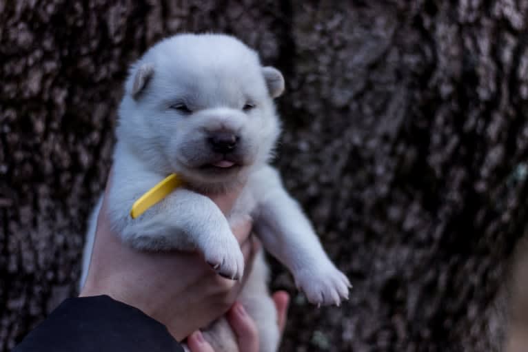 Rodney, a Kishu Ken tested with EmbarkVet.com