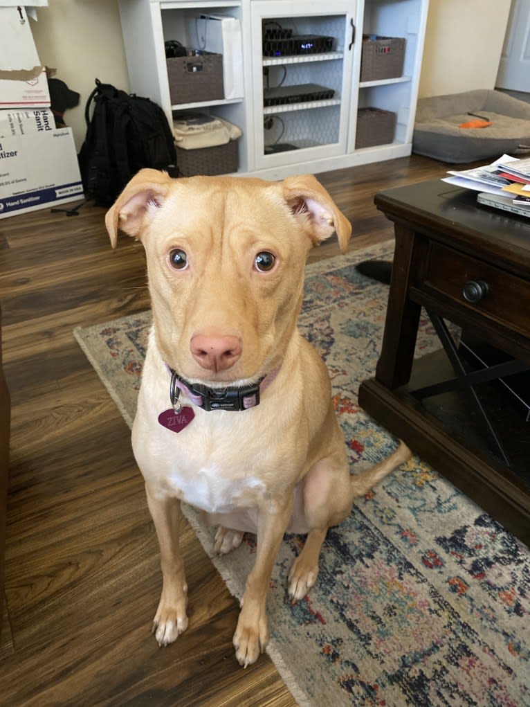 Ziva, an American Pit Bull Terrier and Golden Retriever mix tested with EmbarkVet.com