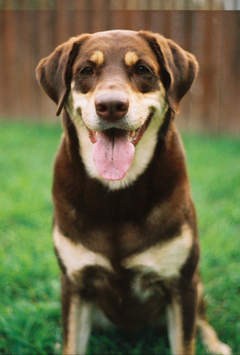 Kuemper, a Labrador Retriever and Golden Retriever mix tested with EmbarkVet.com