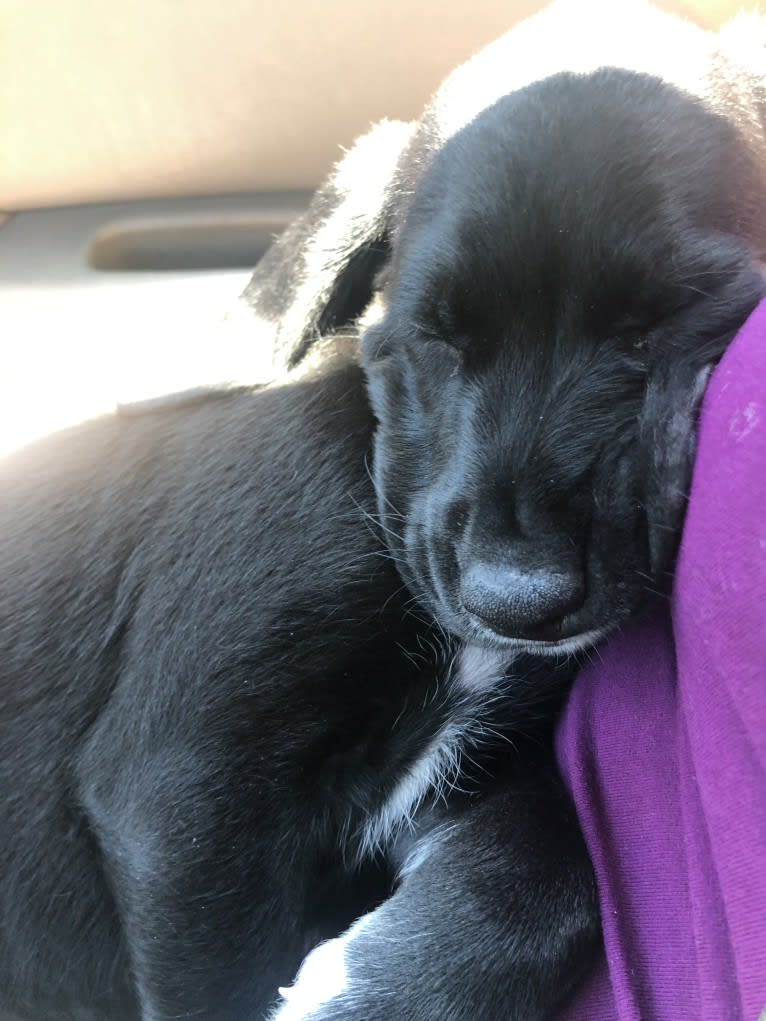 Huck, a German Shorthaired Pointer and Golden Retriever mix tested with EmbarkVet.com