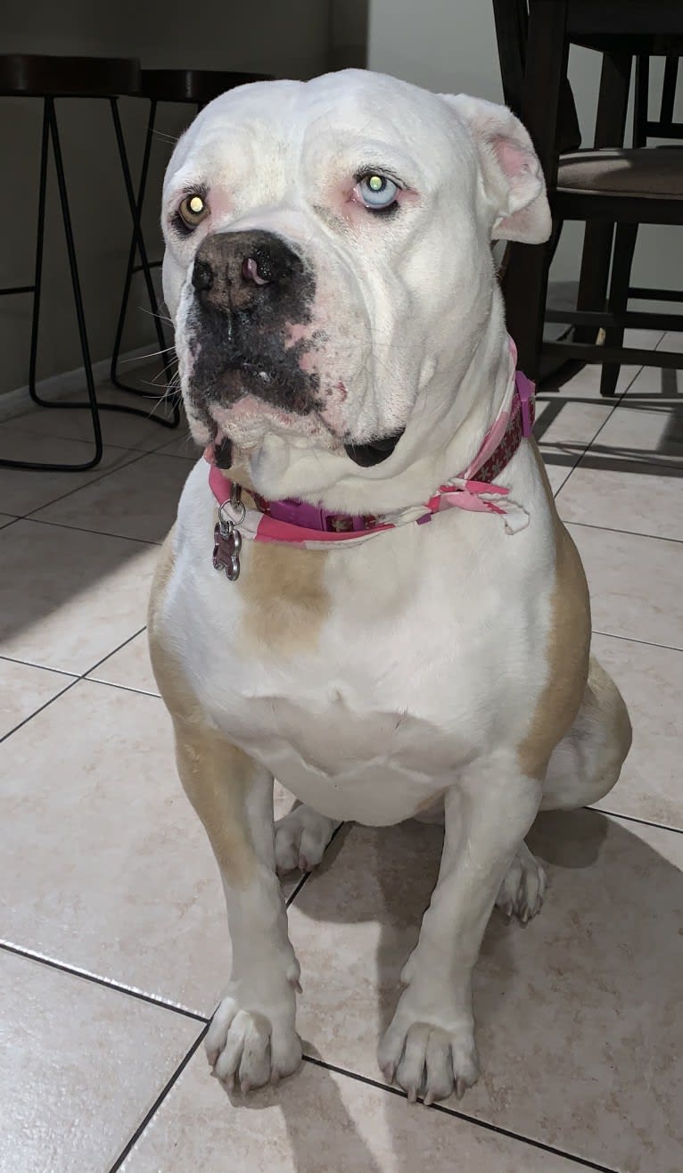 Zoey, an American Bulldog tested with EmbarkVet.com