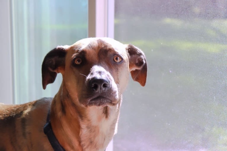 Lyza, a Catahoula Leopard Dog and American Pit Bull Terrier mix tested with EmbarkVet.com