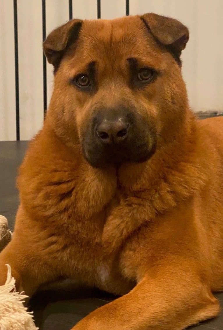 Nala, a Chow Chow and Chinese Shar-Pei mix tested with EmbarkVet.com