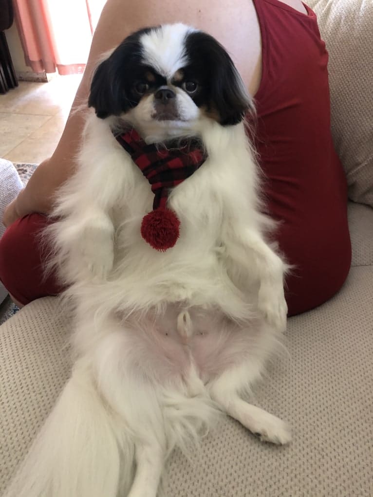 Cujo, a Japanese Chin tested with EmbarkVet.com