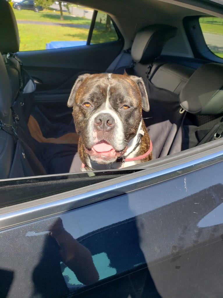 Atlas, an American Bulldog and Neapolitan Mastiff mix tested with EmbarkVet.com