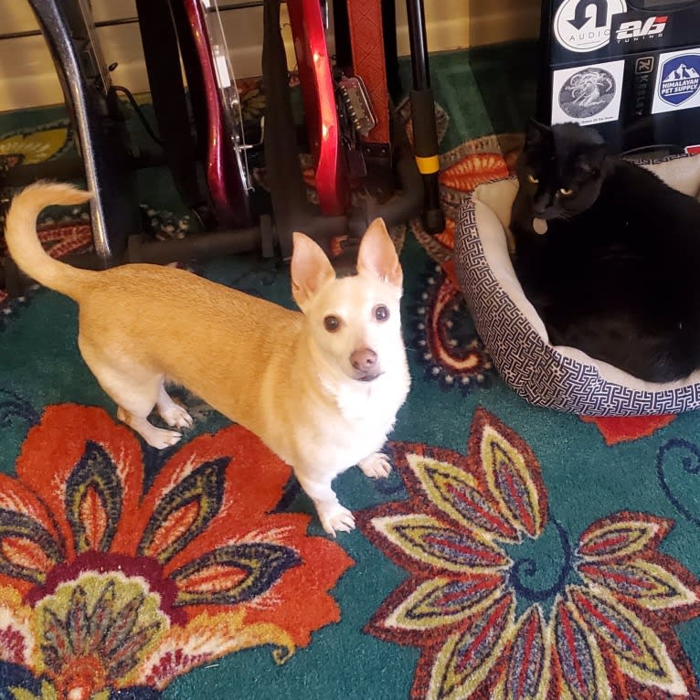 Basil, a Chihuahua and Miniature Pinscher mix tested with EmbarkVet.com