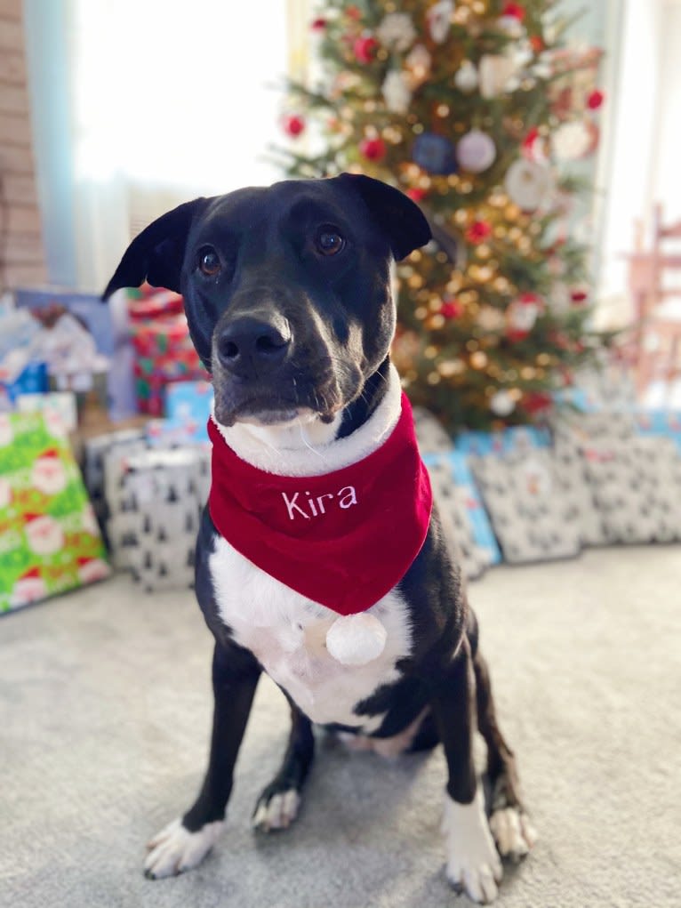 Kira, a Staffordshire Terrier and Labrador Retriever mix tested with EmbarkVet.com