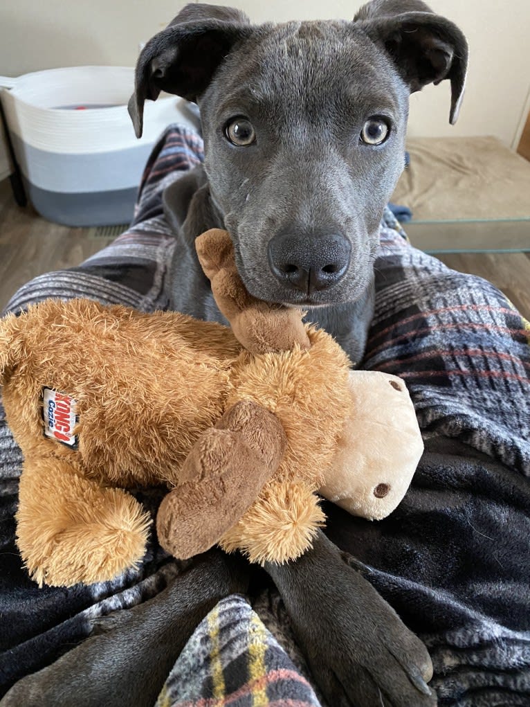 Olive, an American Pit Bull Terrier and Rottweiler mix tested with EmbarkVet.com