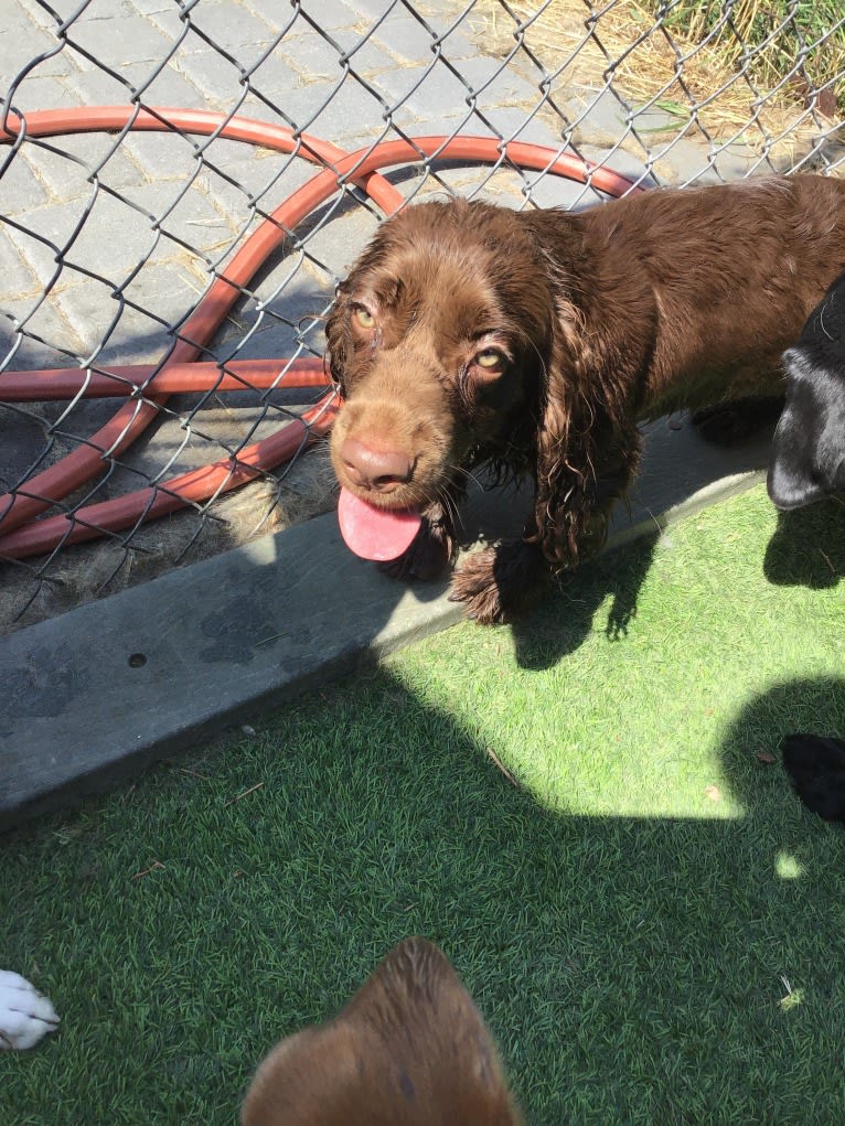 Etta, a Sussex Spaniel tested with EmbarkVet.com