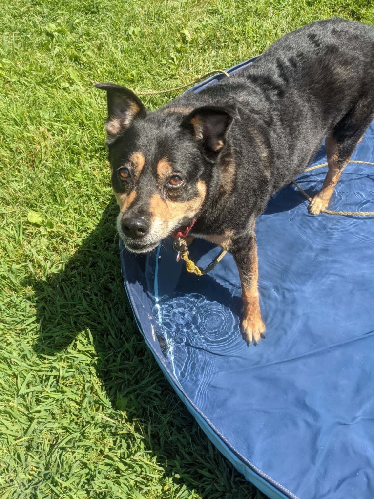 Cythera, an Australian Cattle Dog and American Pit Bull Terrier mix tested with EmbarkVet.com