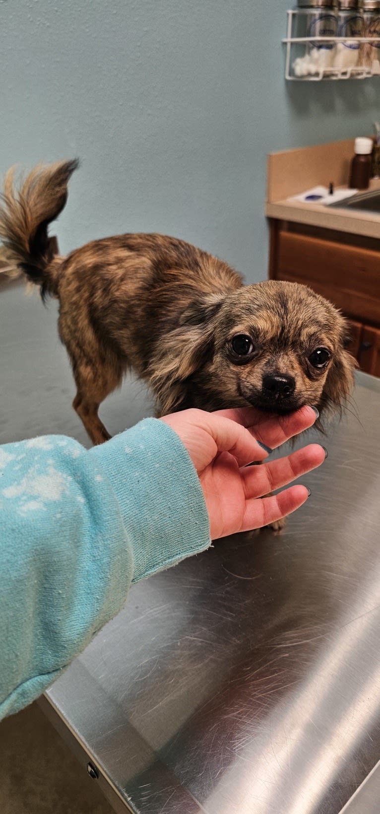 Drexel, a Chihuahua tested with EmbarkVet.com