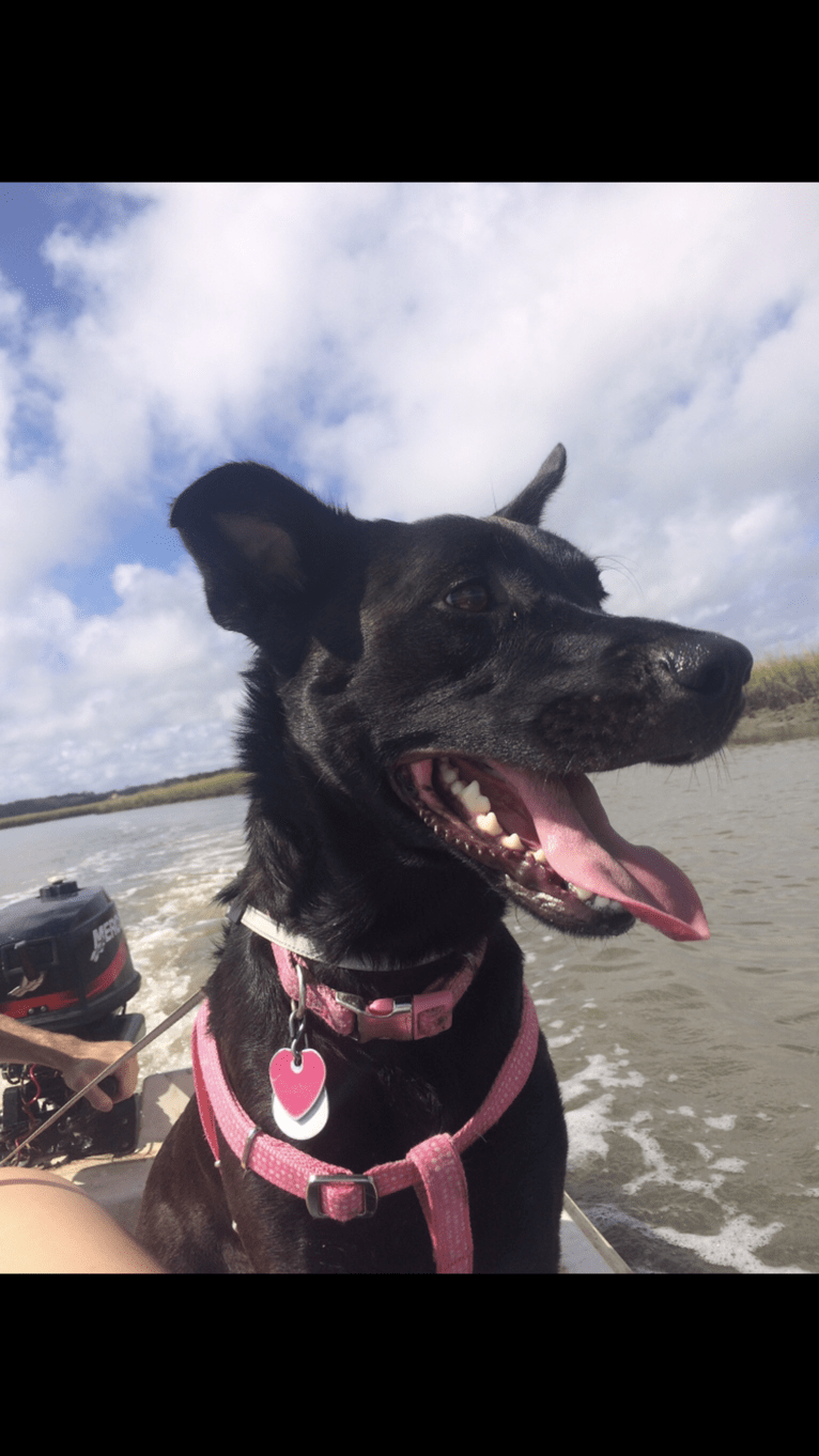 Zooey, an American Pit Bull Terrier and Australian Shepherd mix tested with EmbarkVet.com