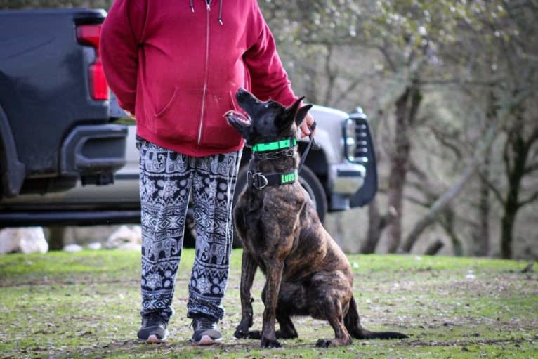 Static, a Dutch Shepherd tested with EmbarkVet.com