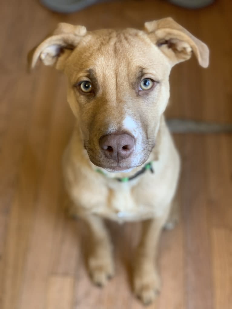 Bandit, a Labrador Retriever and American Pit Bull Terrier mix tested with EmbarkVet.com