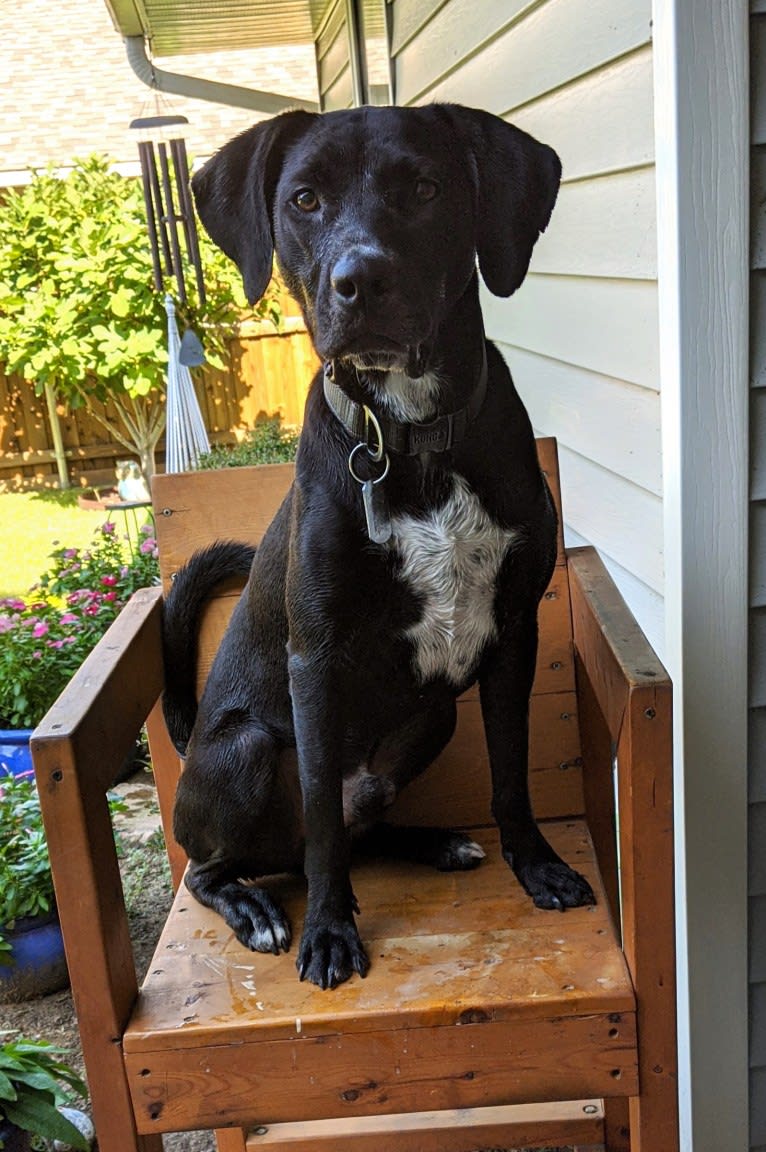 Bailey Bodie, an American Pit Bull Terrier and Catahoula Leopard Dog mix tested with EmbarkVet.com