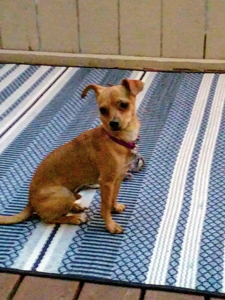 Chuck, a Chihuahua and Pomeranian mix tested with EmbarkVet.com