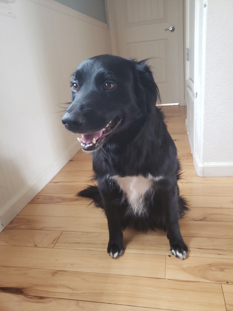 Django, a Border Collie and Golden Retriever mix tested with EmbarkVet.com