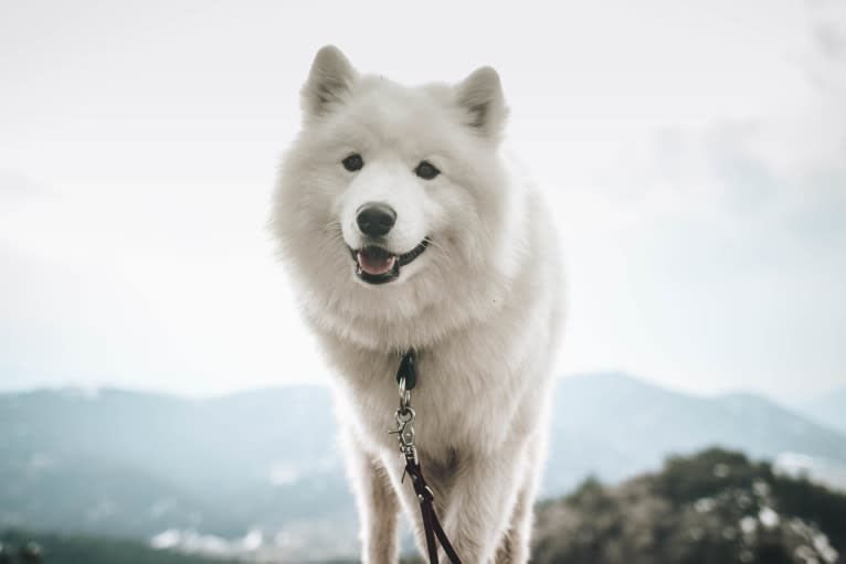 Atlas, a Samoyed tested with EmbarkVet.com