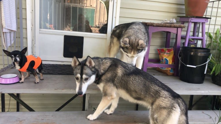 Leila, a Siberian Husky tested with EmbarkVet.com