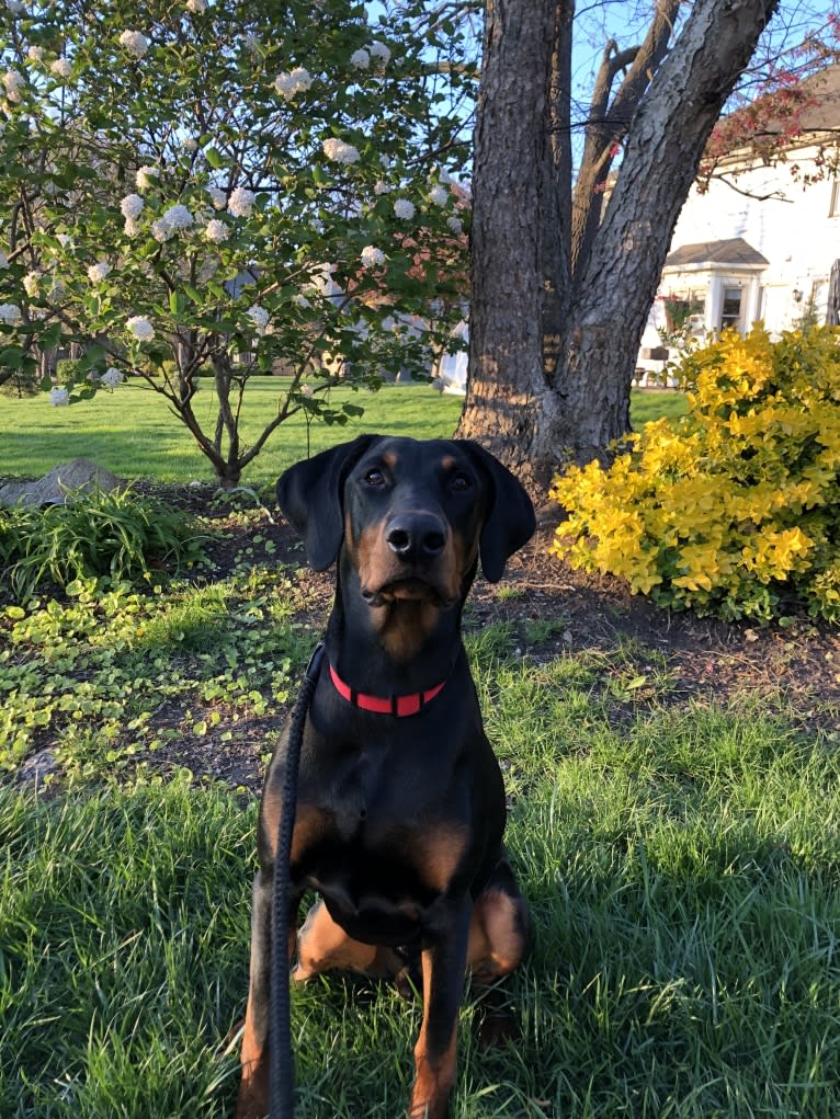 Arlo, a Doberman Pinscher tested with EmbarkVet.com