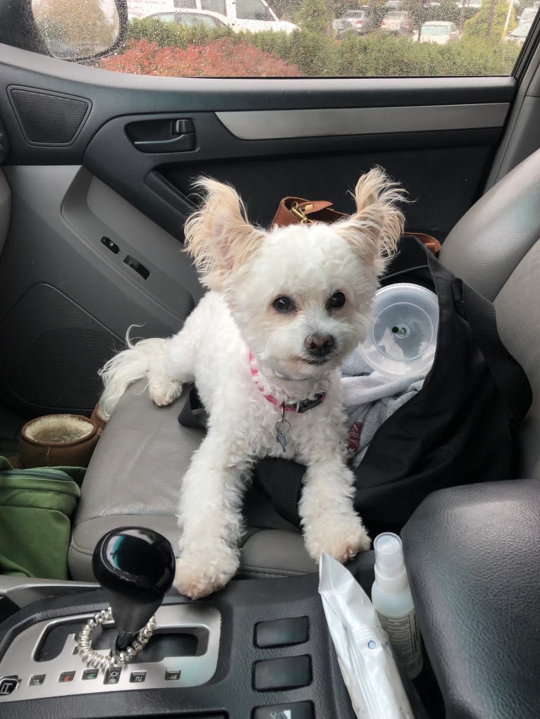 Buca, a Poodle (Small) and Pekingese mix tested with EmbarkVet.com