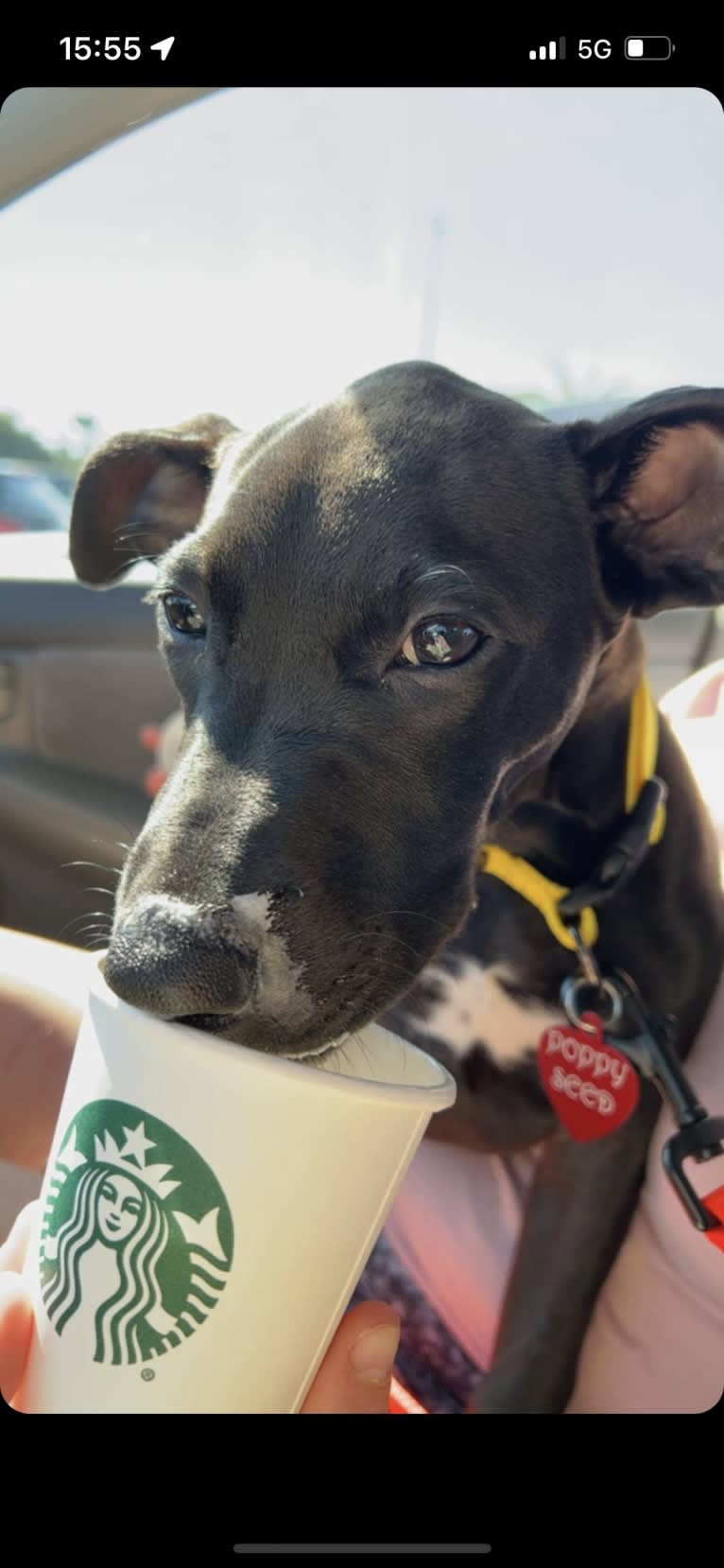 Poppy Seed, an American Pit Bull Terrier and American Staffordshire Terrier mix tested with EmbarkVet.com