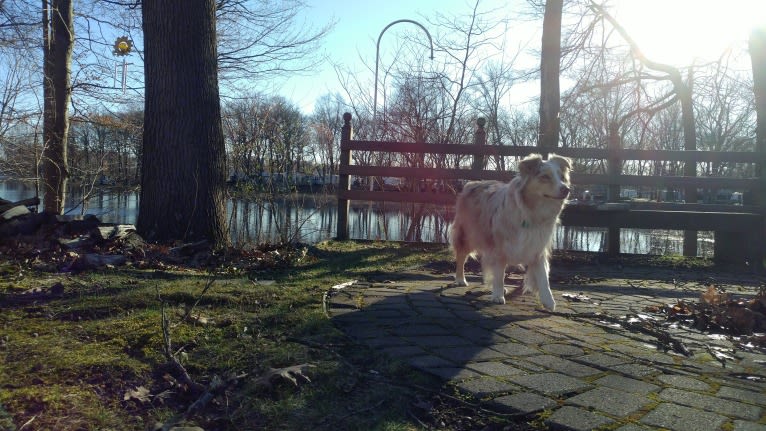 Brizzie, an Australian Shepherd tested with EmbarkVet.com