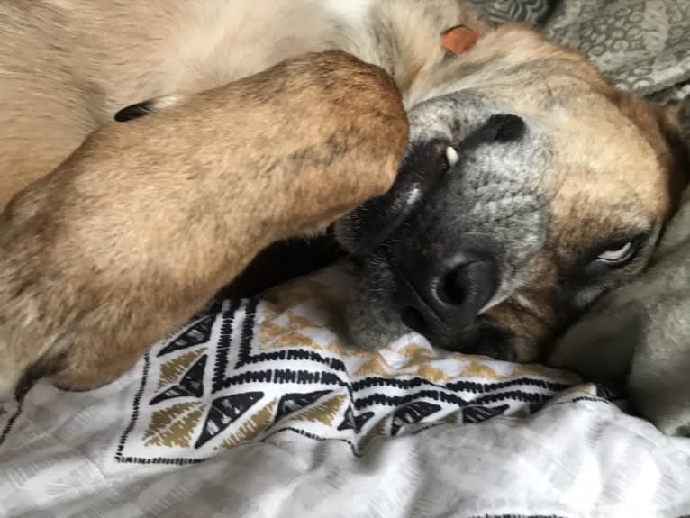 Chubs, an American Bulldog and Siberian Husky mix tested with EmbarkVet.com