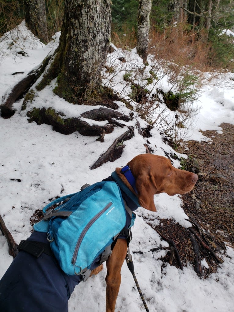 Ari, a Vizsla tested with EmbarkVet.com