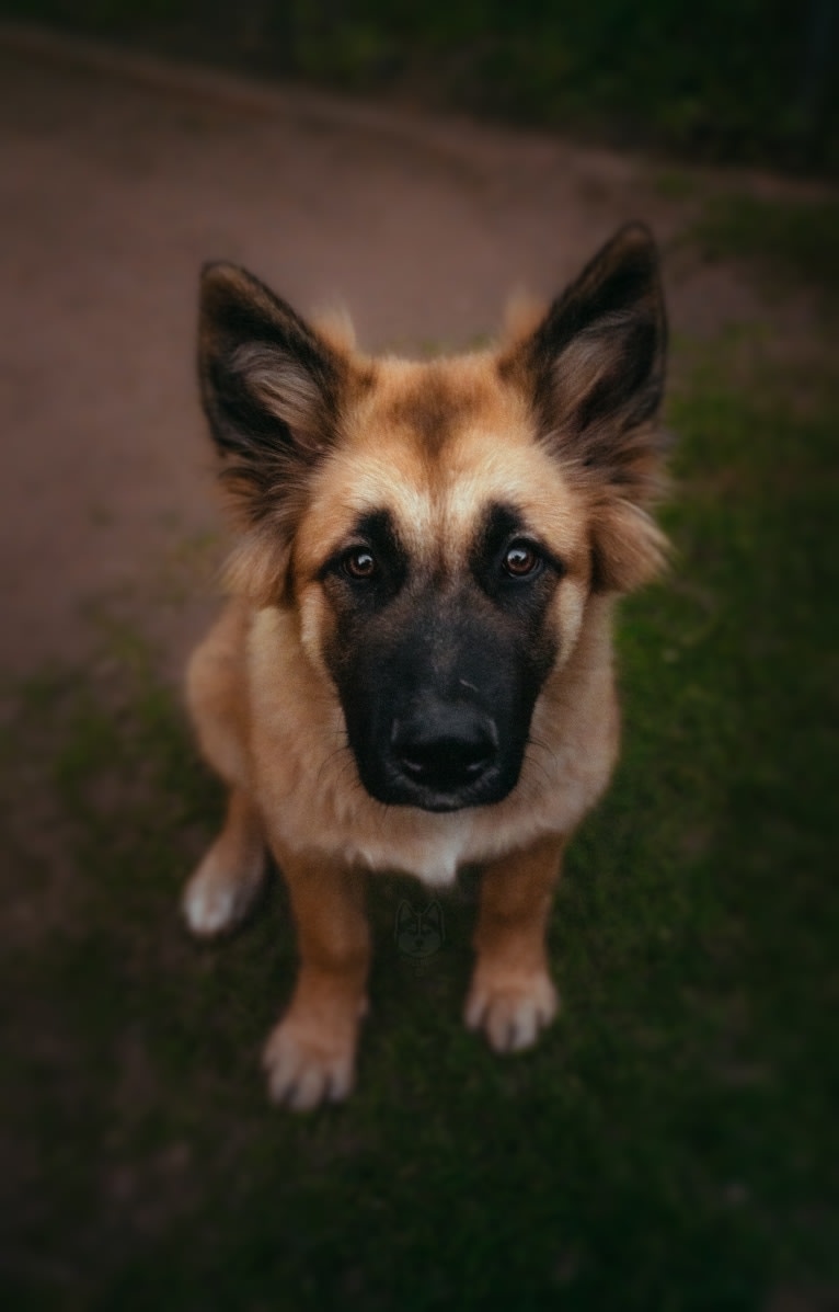 Tinos, a German Shepherd Dog and Alaskan Malamute mix tested with EmbarkVet.com