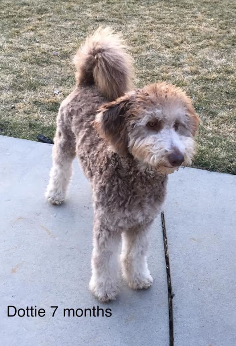 Dottie, a Goldendoodle tested with EmbarkVet.com