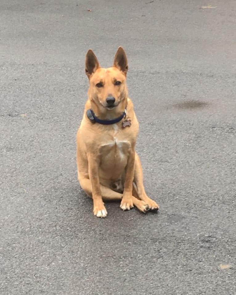 Photo of Gitlee, a Carolina Dog  in Aiken, SC, USA