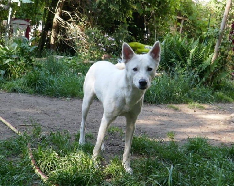 Suri, a Canaan Dog tested with EmbarkVet.com