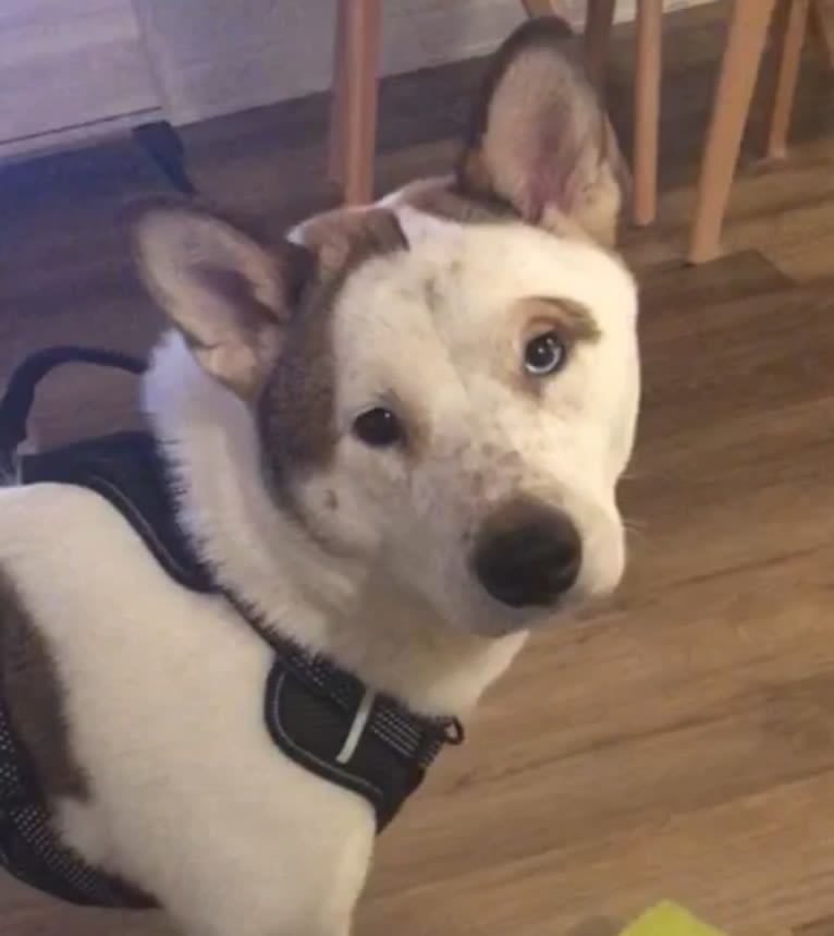 Riku, a Shiba Inu and American Eskimo Dog mix tested with EmbarkVet.com