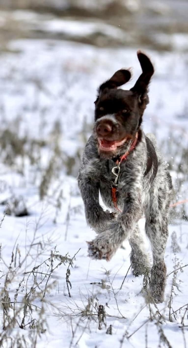 Sadie, a German Wirehaired Pointer tested with EmbarkVet.com