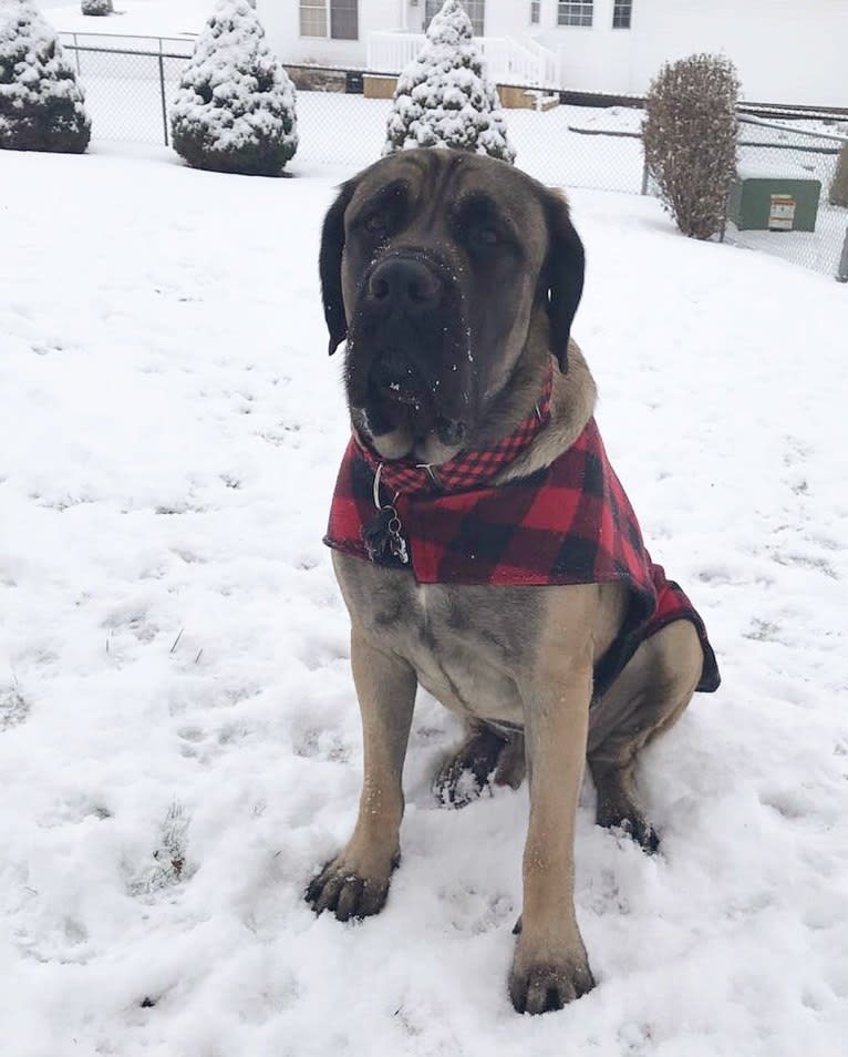 Kosar, a Mastiff tested with EmbarkVet.com